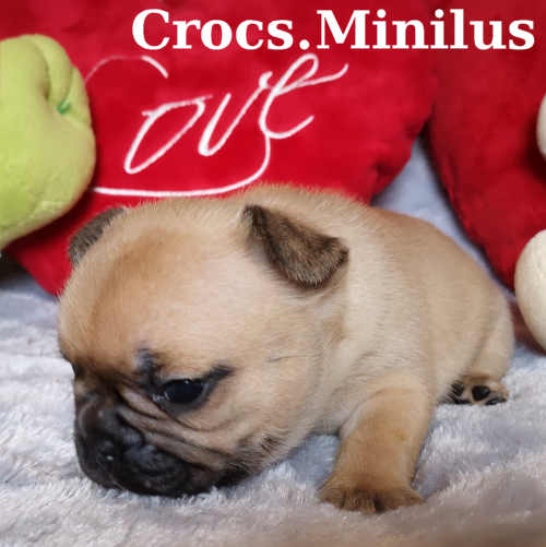Photo du chiot