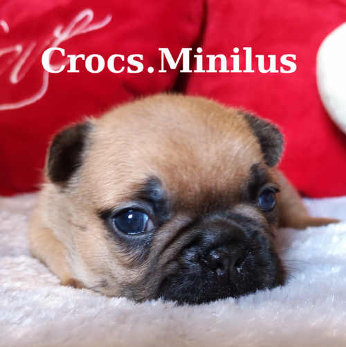 Photo du chiot