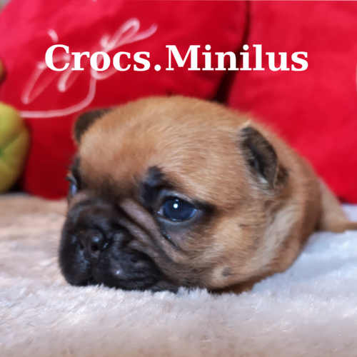 Photo du chiot