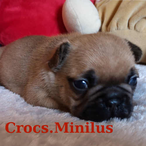 Photo du chiot