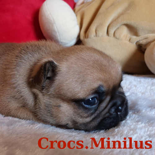 Photo du chiot
