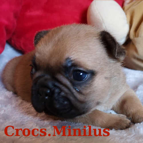 Photo du chiot