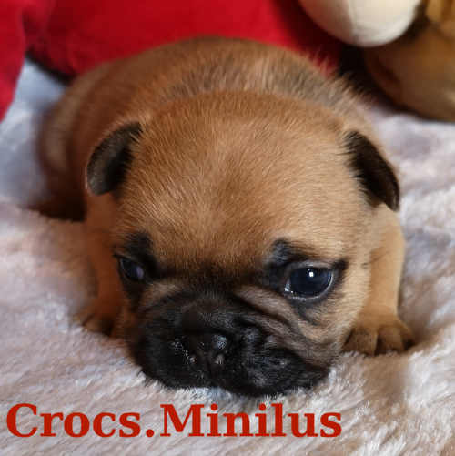 Photo du chiot