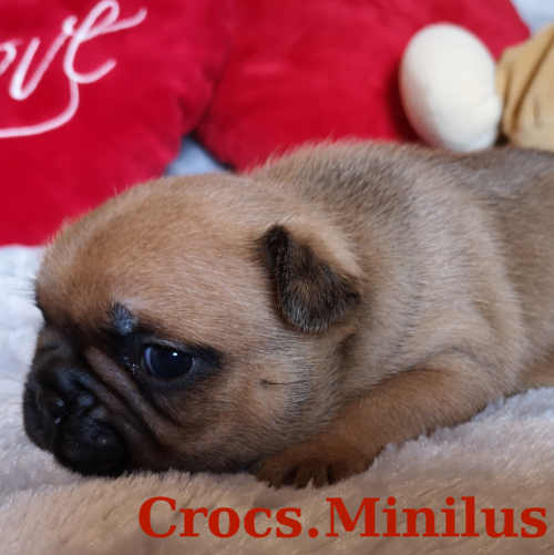 Photo du chiot