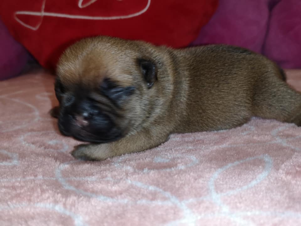 Photo du chiot