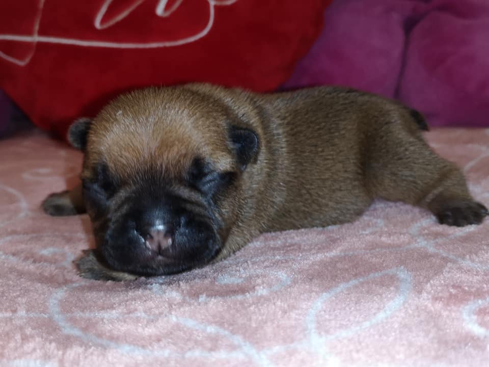 Photo du chiot