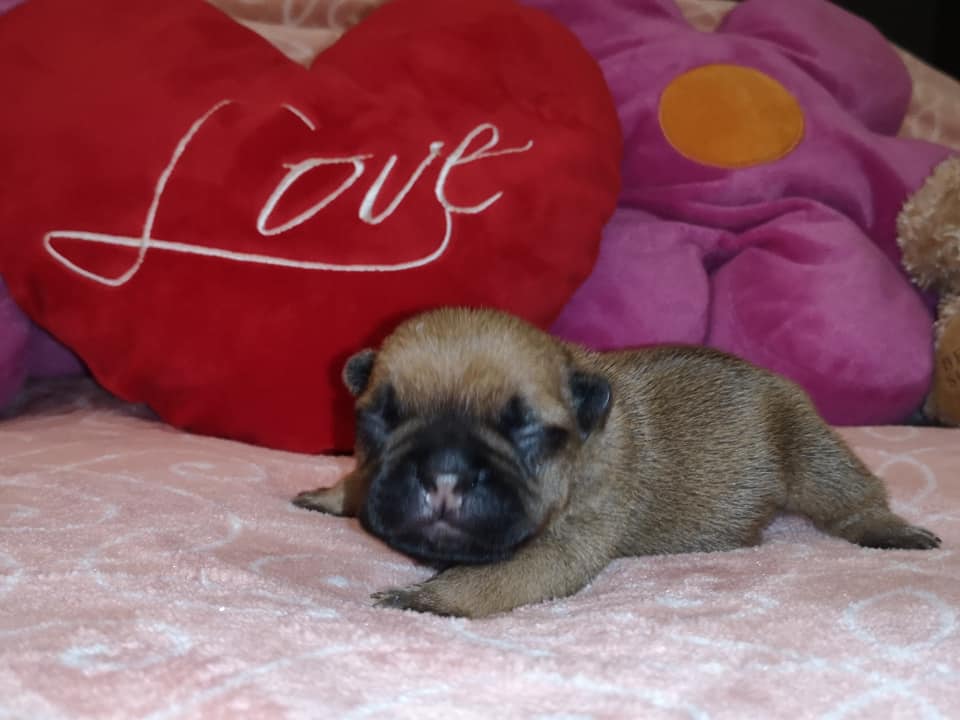 Photo du chiot