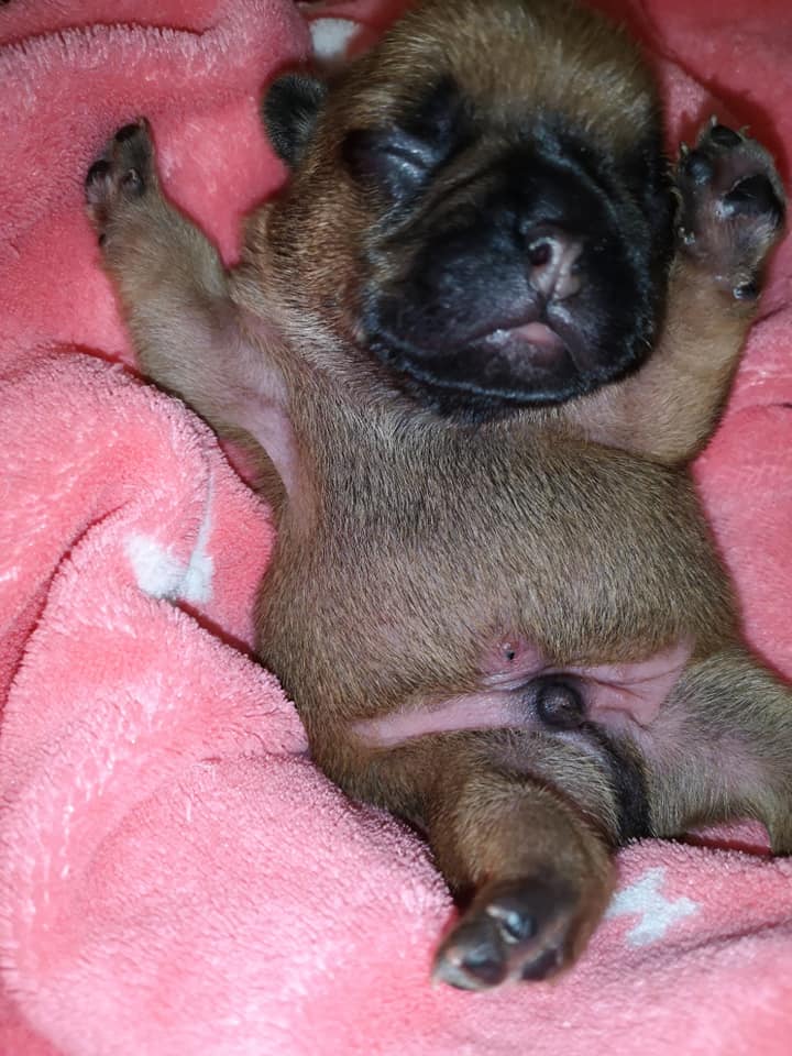 Photo du chiot
