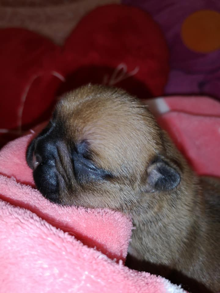 Photo du chiot
