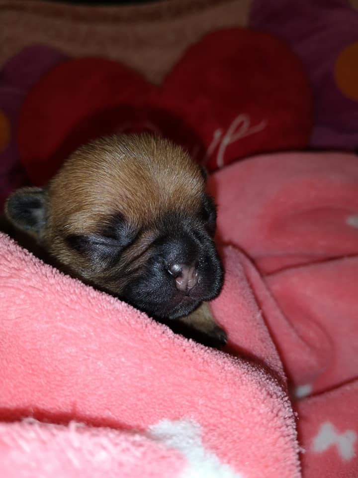 Photo du chiot
