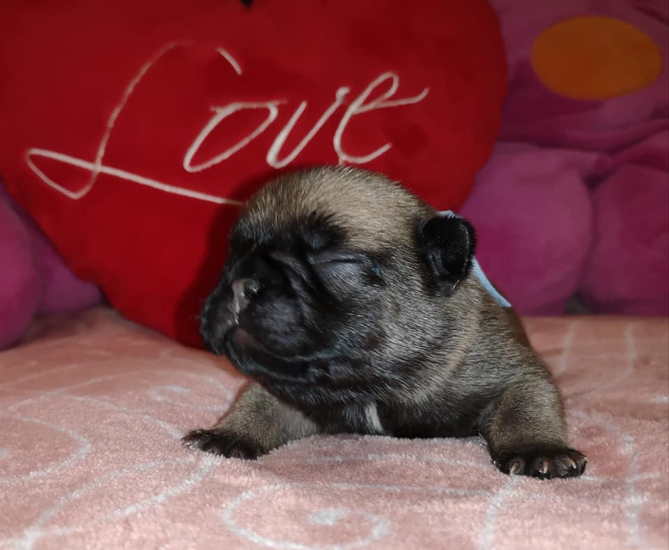 Photo du chiot