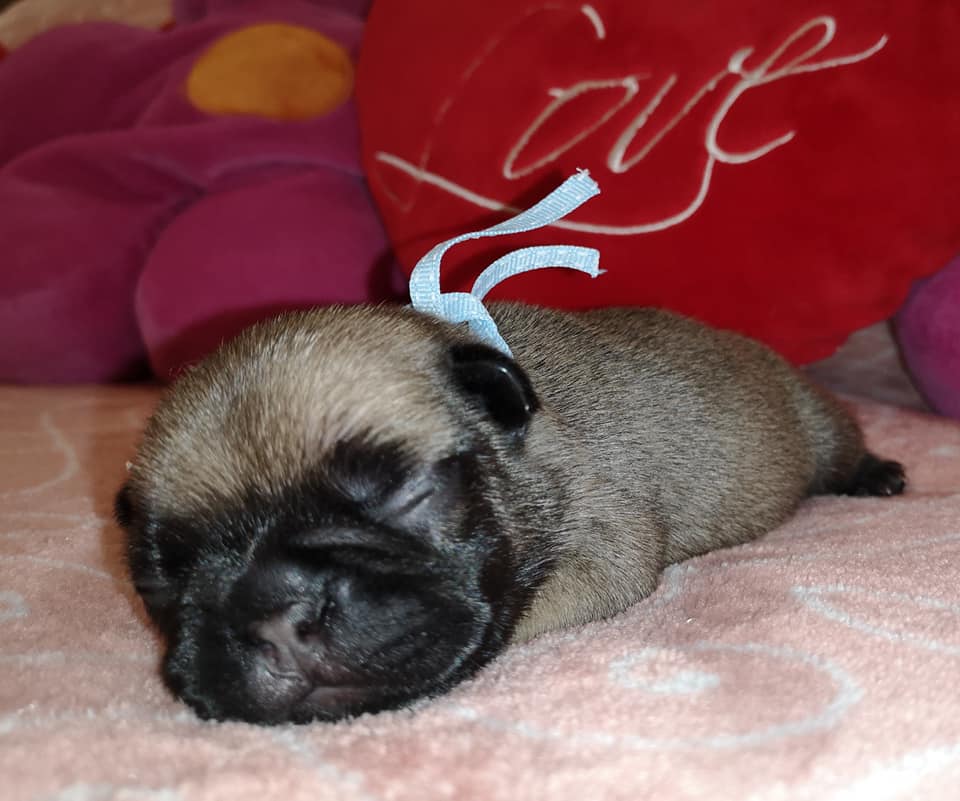 Photo du chiot