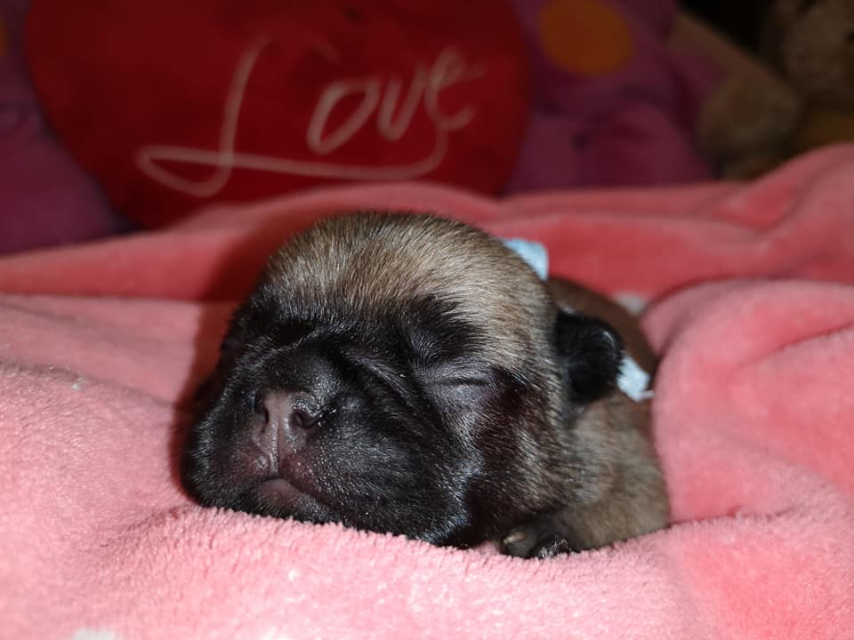 Photo du chiot