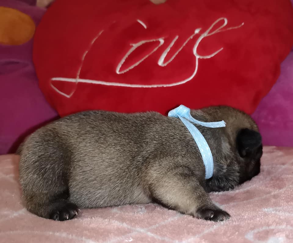 Photo du chiot