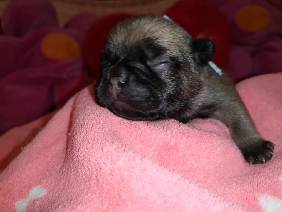 Photo du chiot