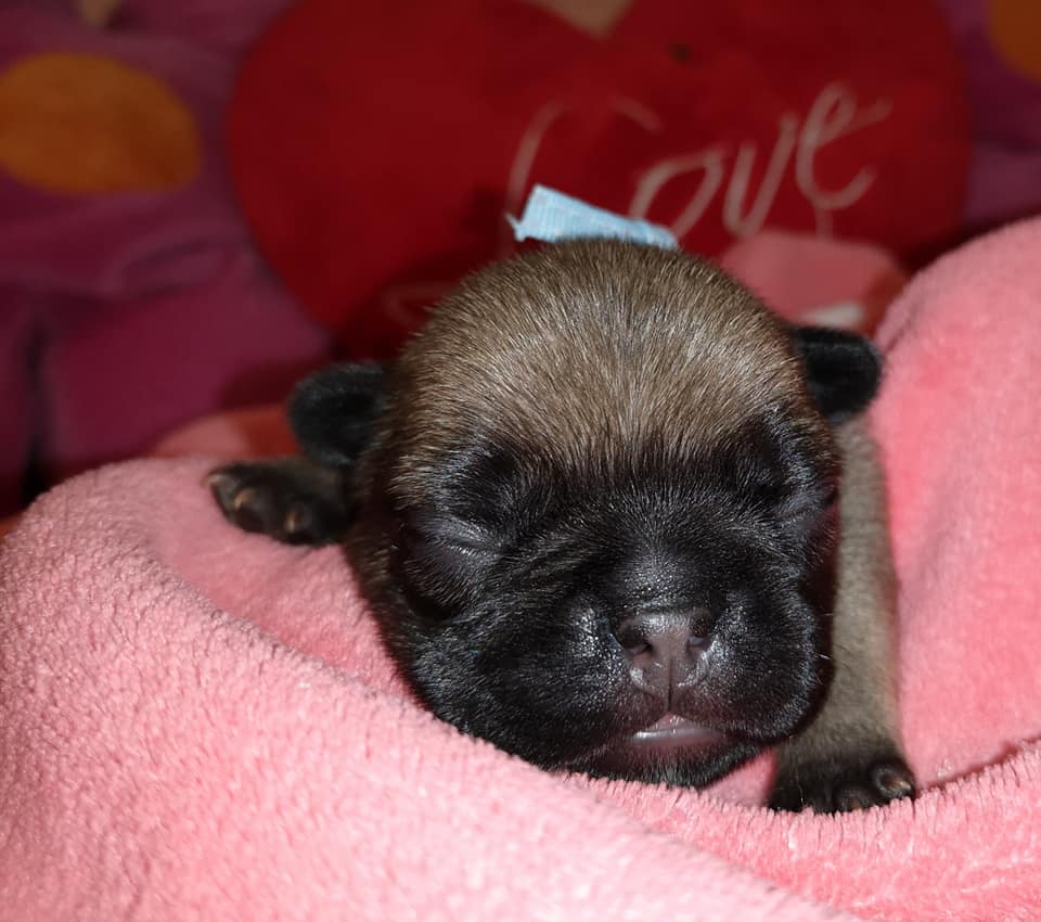 Photo du chiot