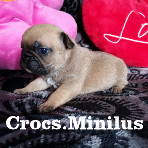 Photo du chiot
