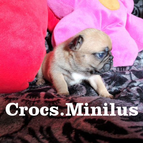 Photo du chiot