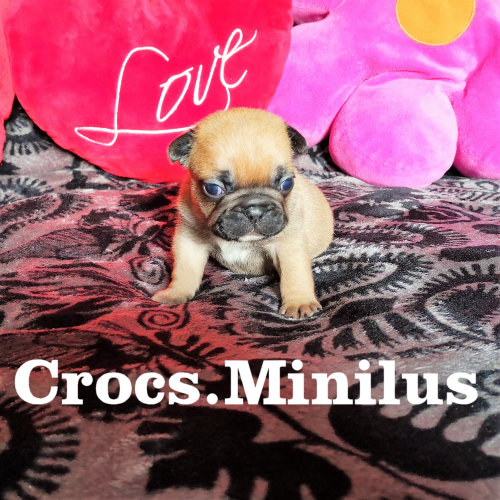Photo du chiot