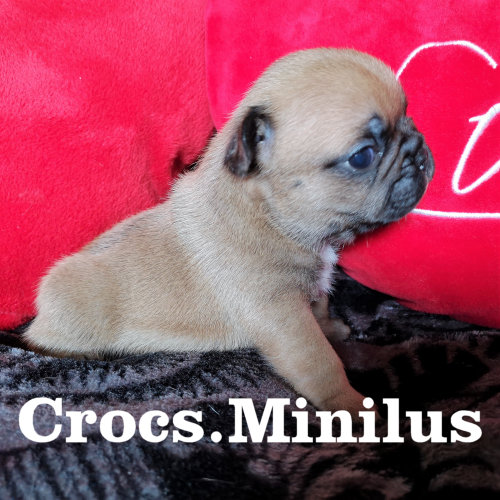 Photo du chiot