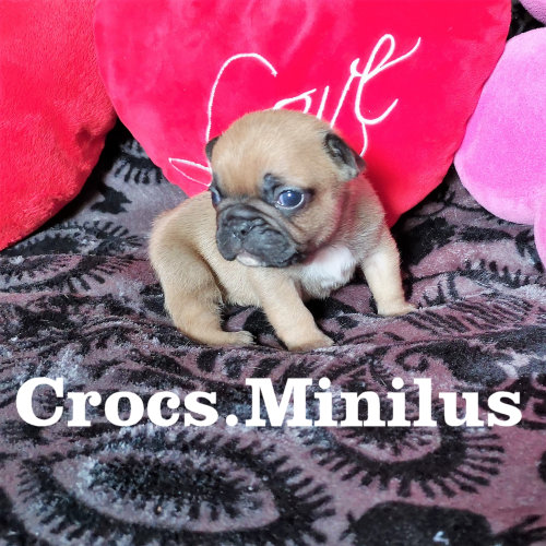 Photo du chiot