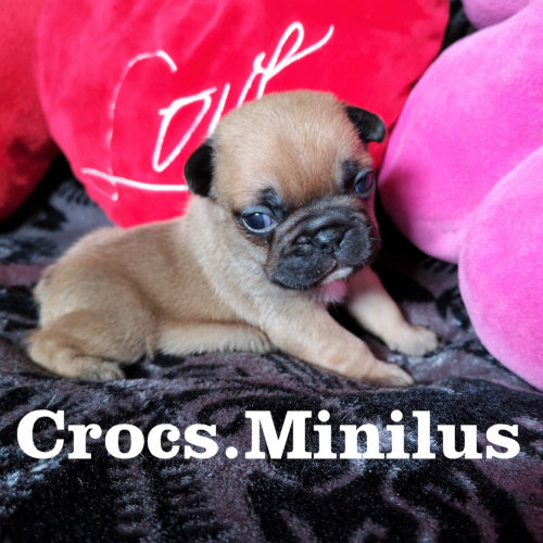 Photo du chiot