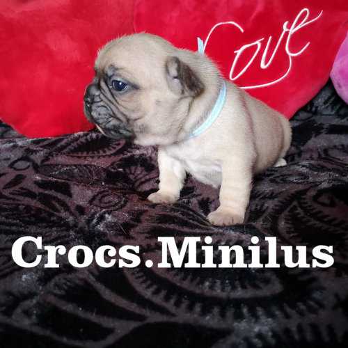 Photo du chiot