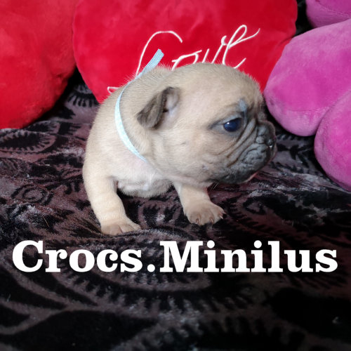 Photo du chiot