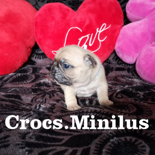 Photo du chiot