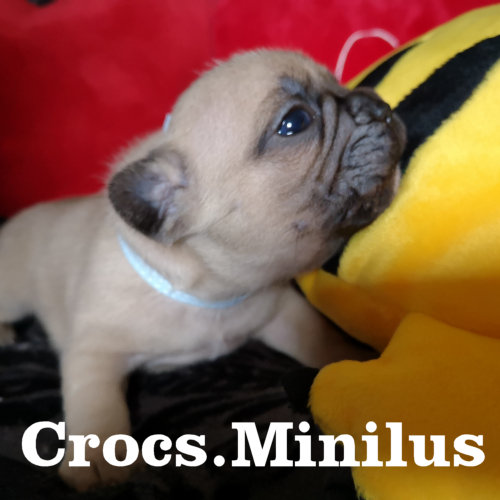 Photo du chiot
