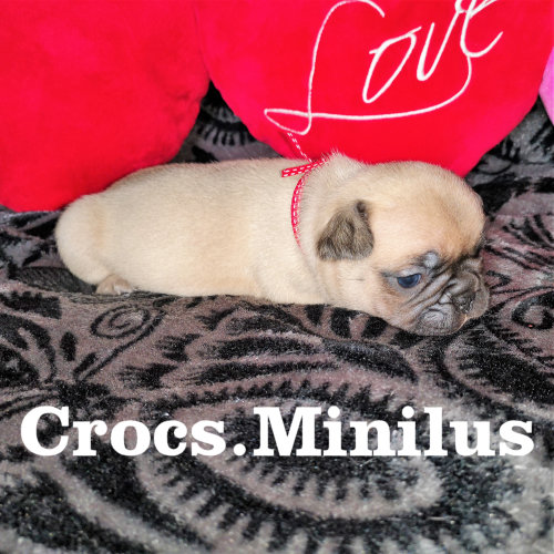 Photo du chiot