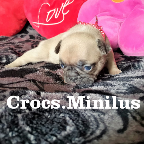 Photo du chiot