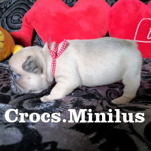 Photo du chiot