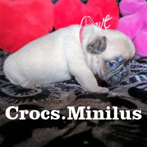 Photo du chiot