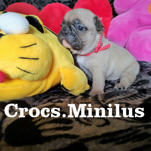 Photo du chiot