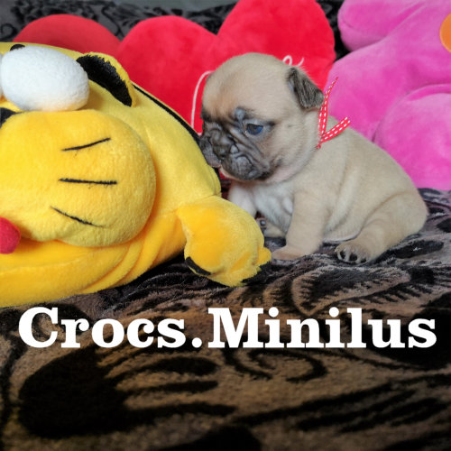 Photo du chiot