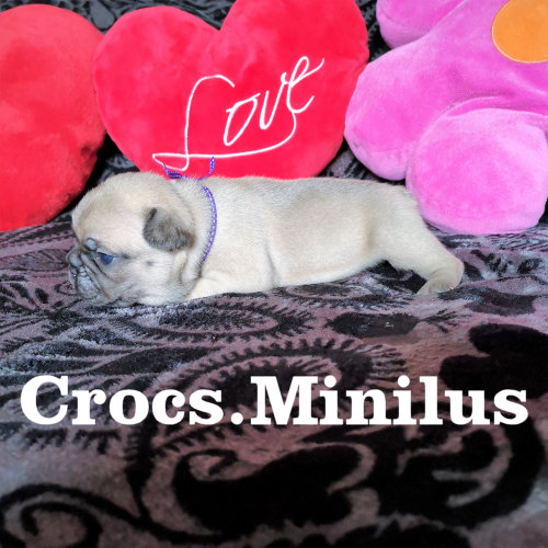 Photo du chiot