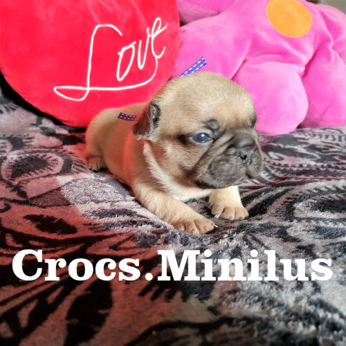Photo du chiot