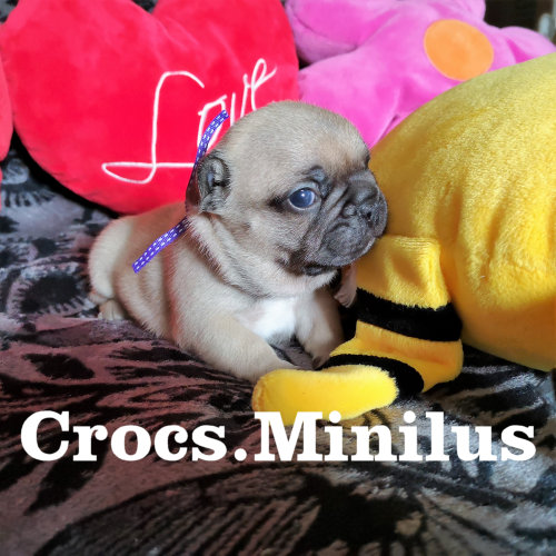 Photo du chiot