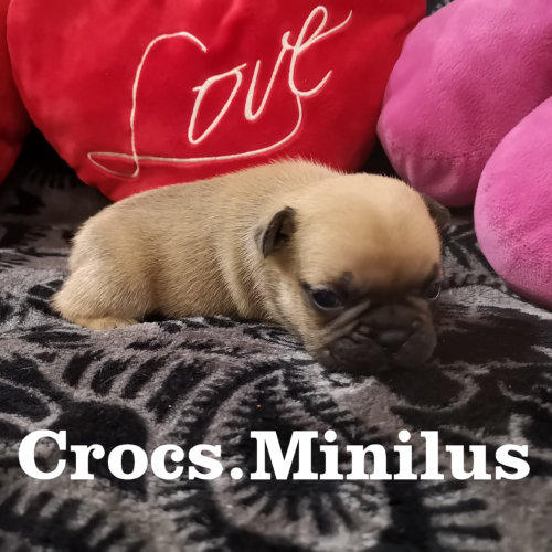 Photo du chiot