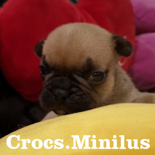 Photo du chiot
