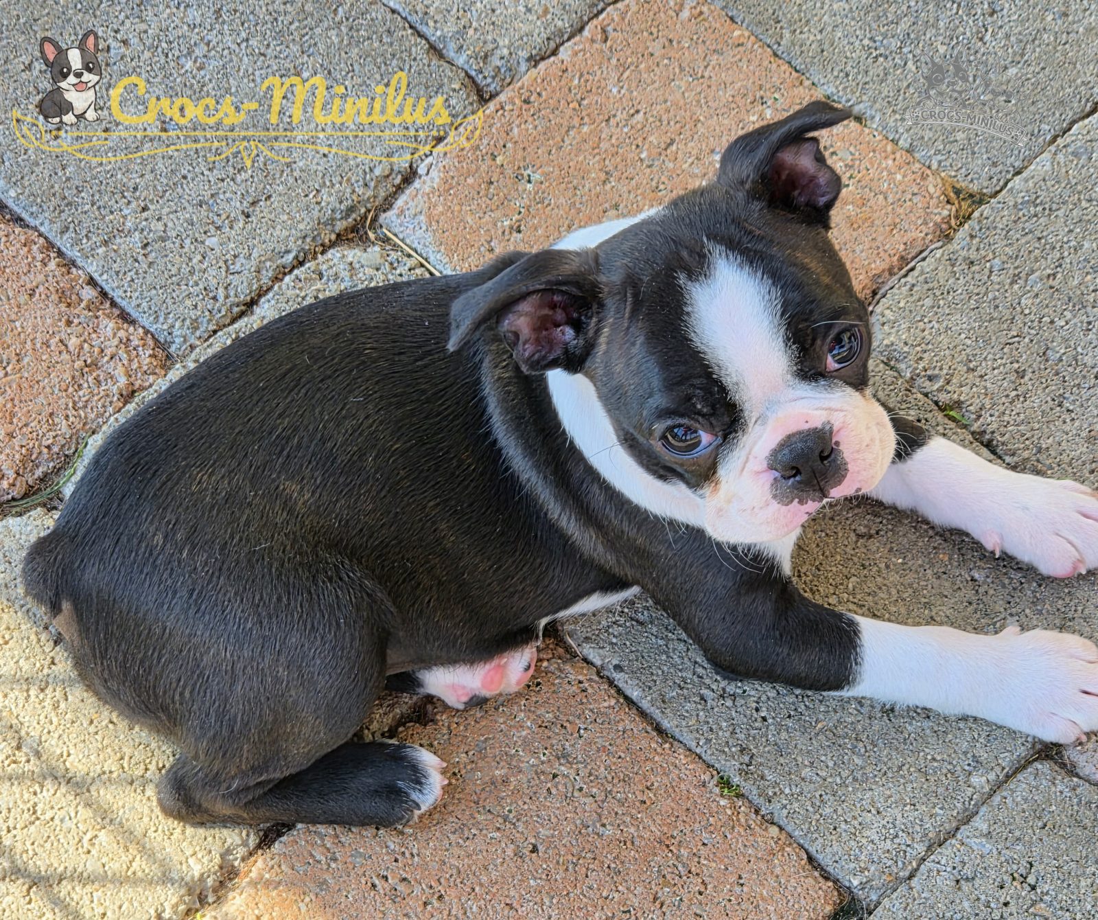 03/08/2026 - Ma belle bouille de 8 semaines :)