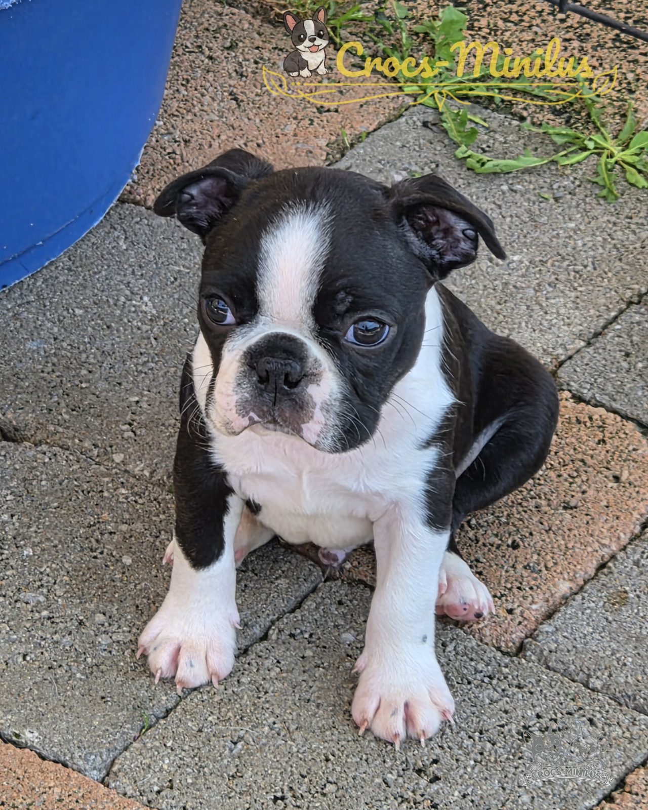 21/07/2026 - J'ai 7 semaines et voilà ma belle petite bouille :)
