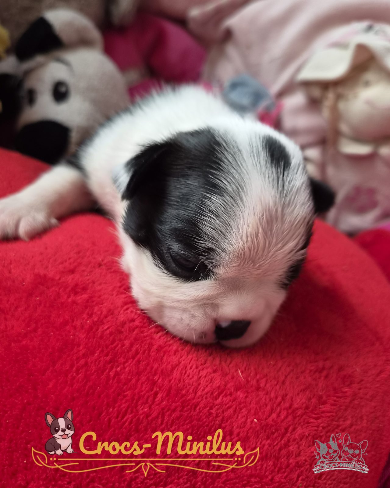 23/08/2026 - Voilà ma belle bouille :)