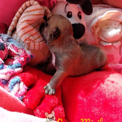 Photo de Berlioz
