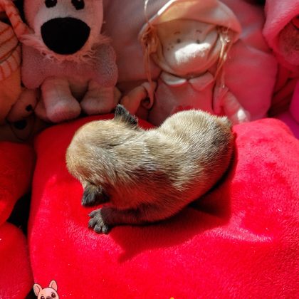 Photo de Berlioz