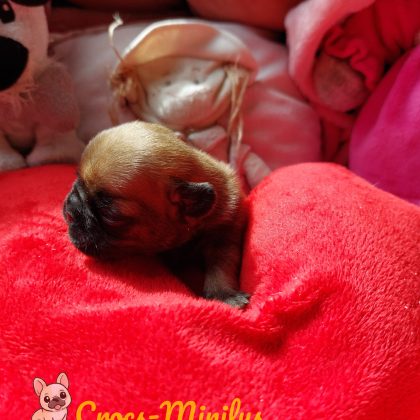 Photo de Babette