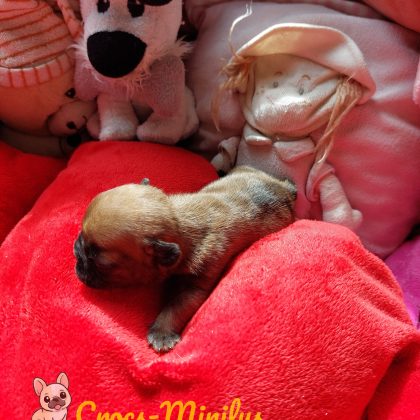 Photo de Babette