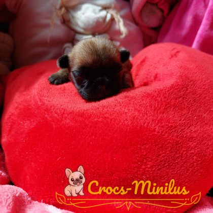 Photo de Beau Prince Hubert