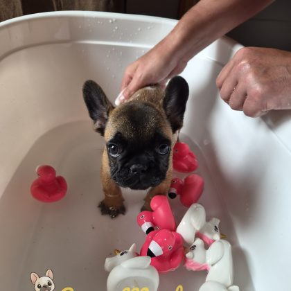 29 Mai 2026 - Allez vite, au bain !
